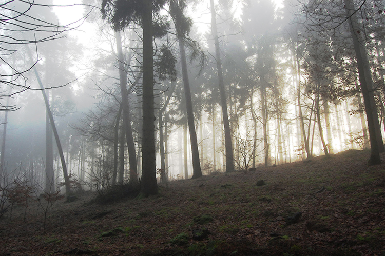 Bild des Waldes - künstlerisch verändert